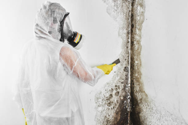 Best Residential Mold Remediation in Hartford, IL