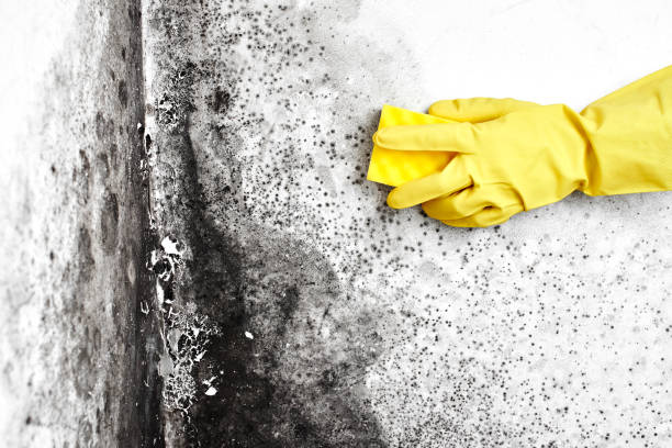 Best Industrial Mold Remediation in Hartford, IL