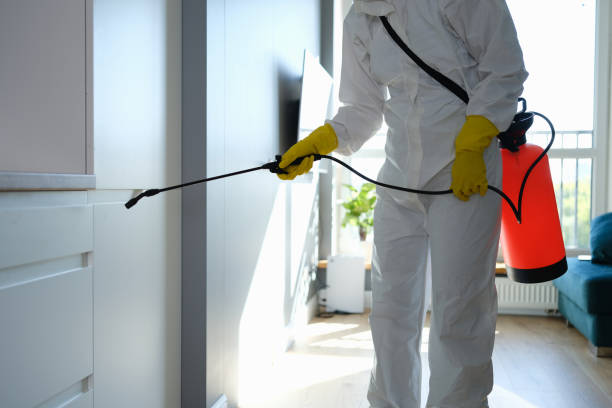 Best Localized Mold Remediation (e.g., coastal areas, humid climates) in Hartford, IL