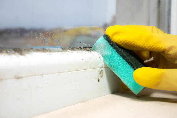 Best Bathroom Mold Remediation in Hartford, IL