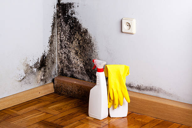 Best Black Mold Remediation in Hartford, IL