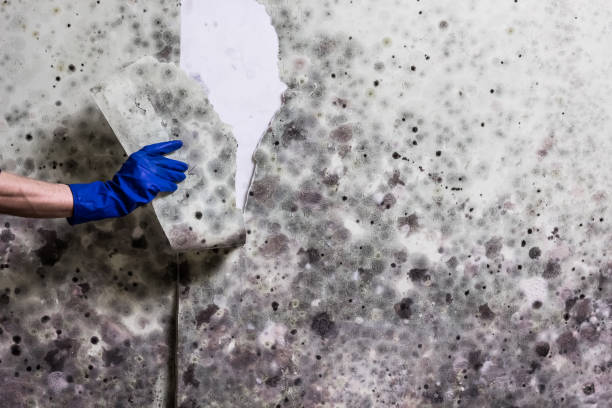 Best Attic Mold Remediation in Hartford, IL