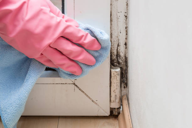 Best White Mold Remediation in Hartford, IL