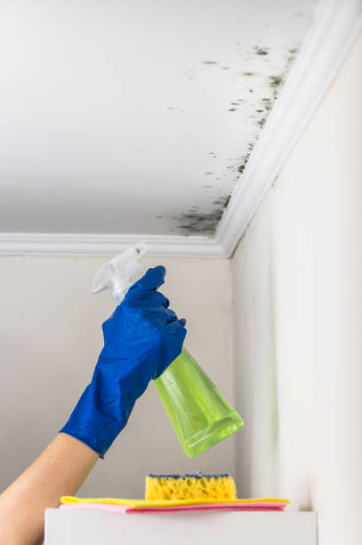 Best Insurance-Related Mold Remediation in Hartford, IL